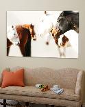 Sepia Steer-Kari Brooks-Stretched Canvas