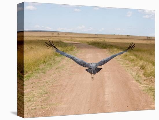 Karibu over a Dirt Road, Masai Mara Wildlife Reserve, Kenya-Vadim Ghirda-Stretched Canvas