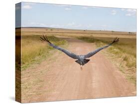 Karibu over a Dirt Road, Masai Mara Wildlife Reserve, Kenya-Vadim Ghirda-Stretched Canvas