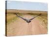 Karibu over a Dirt Road, Masai Mara Wildlife Reserve, Kenya-Vadim Ghirda-Stretched Canvas