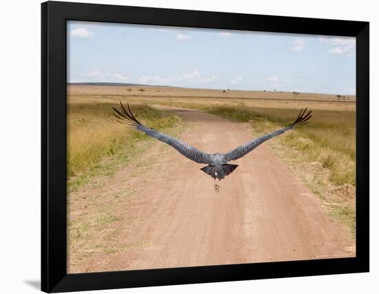 Karibu over a Dirt Road, Masai Mara Wildlife Reserve, Kenya-Vadim Ghirda-Framed Photographic Print