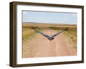 Karibu over a Dirt Road, Masai Mara Wildlife Reserve, Kenya-Vadim Ghirda-Framed Photographic Print