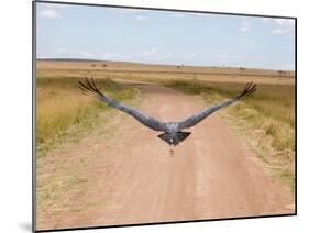 Karibu over a Dirt Road, Masai Mara Wildlife Reserve, Kenya-Vadim Ghirda-Mounted Photographic Print