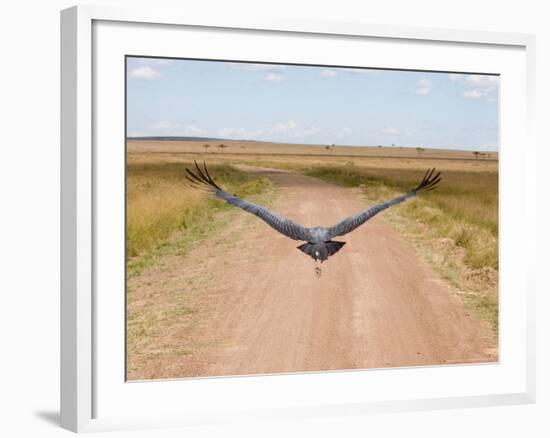 Karibu over a Dirt Road, Masai Mara Wildlife Reserve, Kenya-Vadim Ghirda-Framed Photographic Print