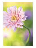 Pink Daisy-Karin Connolly-Art Print