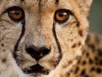 A White Lion Males Stares To The Right While A Lioness Nuzzles Him And Shows Affection-Karine Aigner-Photographic Print