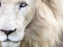 A White Lion Males Stares To The Right While A Lioness Nuzzles Him And Shows Affection-Karine Aigner-Photographic Print