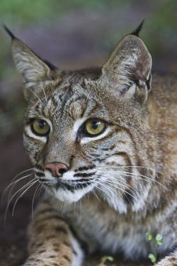 Bobcat lynx rufus