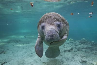 Portrait of a West Indian Manatee or "Sea Cow" in Crystal River, Three Sisters Spring, Florida