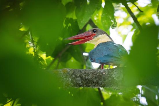 Premium Photographic Print, , large