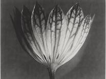 Blossfeldt Botanical VI-Karl Blossfeldt-Photographic Print