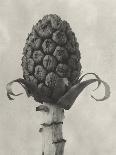 Blossfeldt Botanical VI-Karl Blossfeldt-Photographic Print