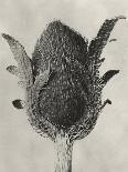 Blossfeldt Botanical IV-Karl Blossfeldt-Photographic Print