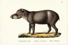 Donkey, 1824-Karl Joseph Brodtmann-Giclee Print