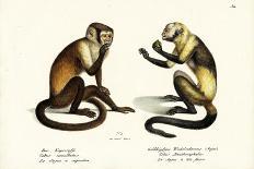 Capuchin Monkey, 1824-Karl Joseph Brodtmann-Giclee Print