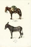 Warthog, 1824-Karl Joseph Brodtmann-Giclee Print