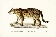 Royal Tiger, 1824-Karl Joseph Brodtmann-Giclee Print