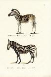 Mountain Zebra, 1824-Karl Joseph Brodtmann-Giclee Print