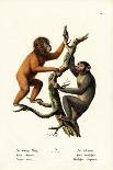 Capuchin Monkey, 1824-Karl Joseph Brodtmann-Giclee Print