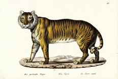 Senegal Lion, 1824-Karl Joseph Brodtmann-Giclee Print