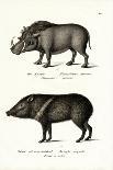 Warthog, 1824-Karl Joseph Brodtmann-Giclee Print
