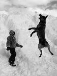 Dog Catching a Snowball-Karl Weatherly-Laminated Photographic Print