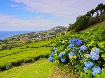 Porto Formoso tea fields, Sao Miguel Island, Azores, Portugal, Atlantic, Europe-Karol Kozlowski-Photographic Print