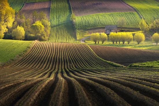 Premium Photographic Print, , large