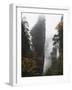 Karst Limestone Rock Formations at Zhangjiajie Forest Park, Wulingyuan Scenic Area, Hunan Province-Christian Kober-Framed Photographic Print