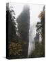 Karst Limestone Rock Formations at Zhangjiajie Forest Park, Wulingyuan Scenic Area, Hunan Province-Christian Kober-Stretched Canvas