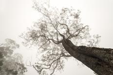 Temple in the Mist-Karsten Wrobel-Photographic Print