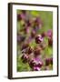 KarthŠusernelke, Blossoms, Medium Close-Up-Herbert Kehrer-Framed Photographic Print