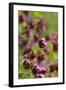 KarthŠusernelke, Blossoms, Medium Close-Up-Herbert Kehrer-Framed Photographic Print