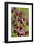 KarthŠusernelke, Blossoms, Medium Close-Up-Herbert Kehrer-Framed Photographic Print