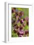 KarthŠusernelke, Blossoms, Medium Close-Up-Herbert Kehrer-Framed Photographic Print