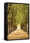 Canvas Black