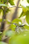 Hummingbird-Karyn Millet-Photographic Print