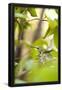 Essential Black