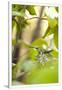 Gramercy White