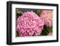 Chelsea Black