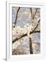 Gramercy White