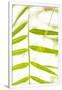 Gramercy White