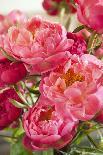 Pink Peonies in Vase II-Karyn Millet-Photographic Print