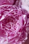 Peony-Karyn Millet-Photographic Print