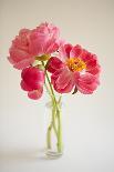 Peonies on Tile-Karyn Millet-Photographic Print