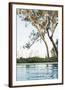 Chelsea Espresso
