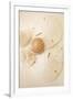 Gramercy White
