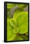 Essential Black
