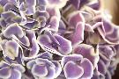 Laminate