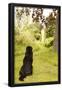 Essential Black